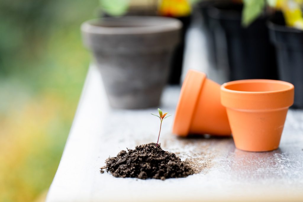 découvrez l'art du jardinage avec nos conseils pratiques, astuces de culture et inspirations pour créer un jardin florissant. que vous soyez débutant ou expert, apprenez à entretenir vos plantes et à embellir votre espace extérieur.