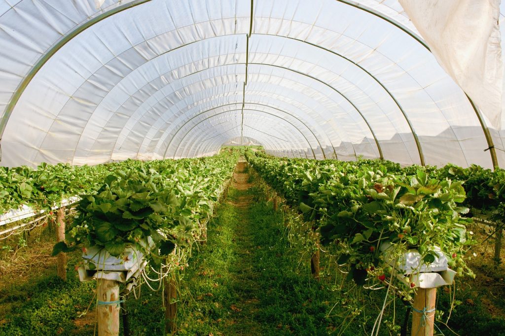 découvrez l'univers des serres : un espace dédié à la culture de plantes tout au long de l'année, facilitant la germination et la croissance grâce à un environnement contrôlé. apprenez les techniques de jardinage en intérieur et maximisez votre production de légumes et de fleurs.