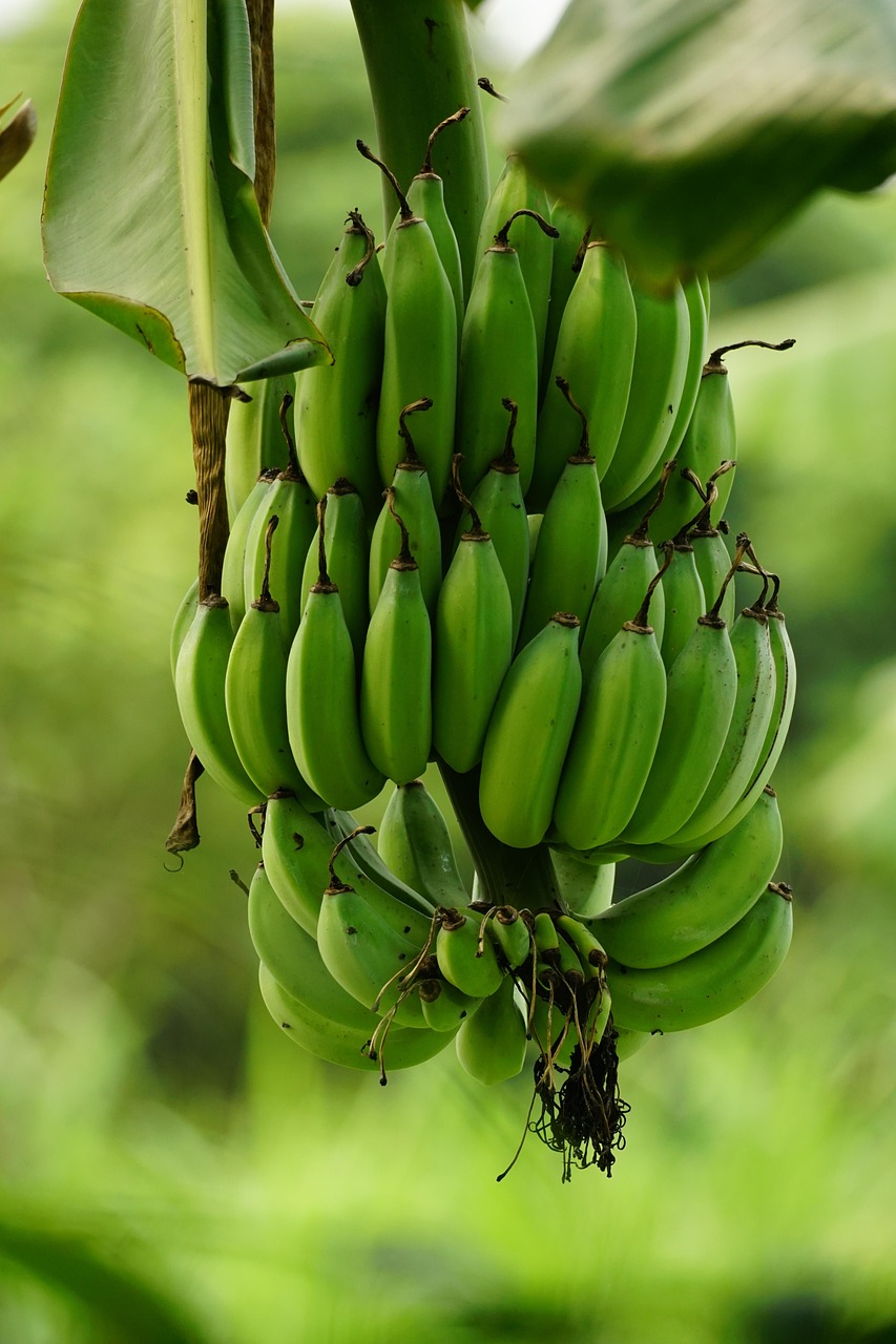 découvrez les bienfaits et les variété de la banane, ce fruit délicieux et nutritif. apprenez comment l'intégrer dans votre alimentation quotidienne pour profiter de ses vertus énergisantes et de sa richesse en potassium.
