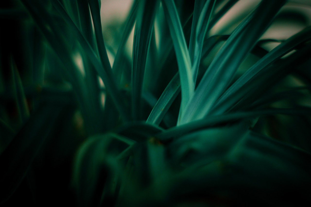 découvrez les principes du développement durable et explorez comment intégrer des pratiques écologiques pour préserver notre planète tout en favorisant le progrès social et économique.